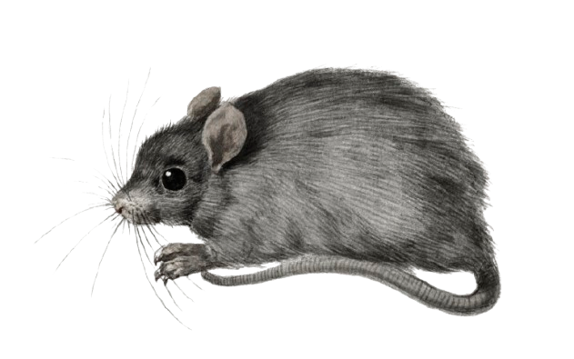 Rat Gamers